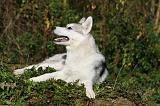SIBERIAN HUSKY 845